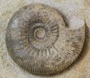 Double Stephanoceras Ammonite Display - Dorset, England #30786-3